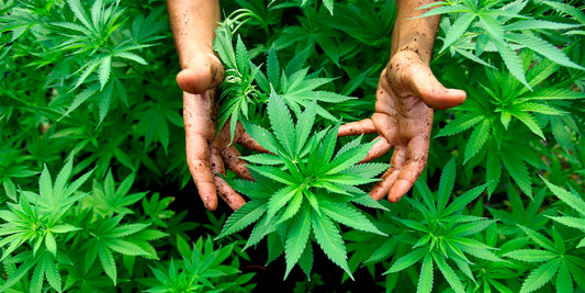 The Environmental Impact Of Medical Marijuana Cultivation & Ways To Make It More Sustainable